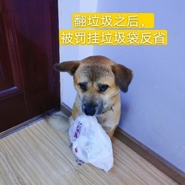 宠物狗大白熊好养吗:宠物狗大白熊 中华田园犬好养吗？它们有什么样的优点？
