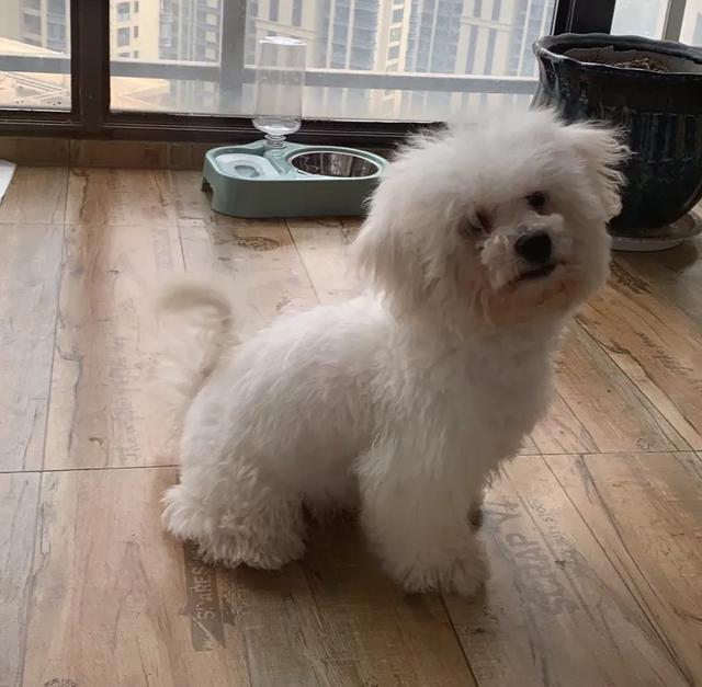 头条问答 比熊犬三个月大可以全身剃毛吗 15个回答