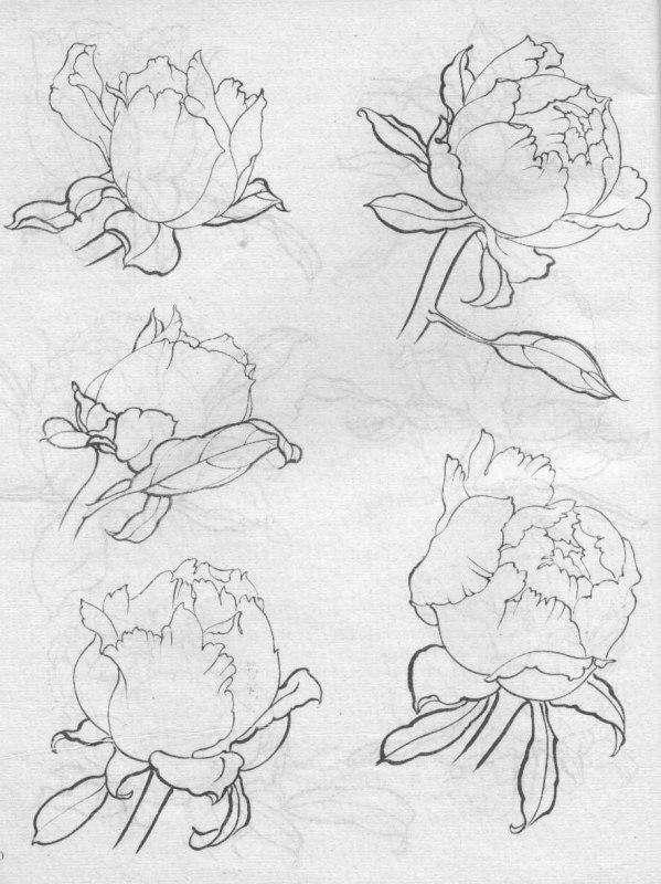 红耳鹎白描写生图片:美术课堂上你想换一种什么样的形式来上？