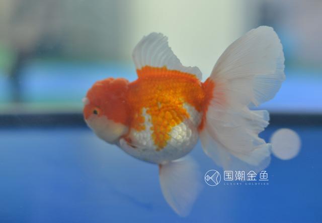 金鱼身上长白点怎么才能好:金鱼得了白点病怎么治疗？ 金鱼身上长白色小水泡怎么治