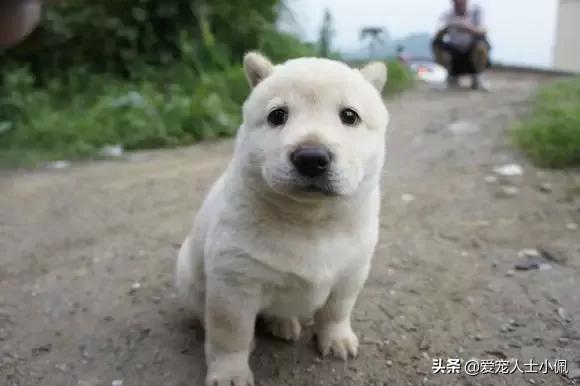 土狗图片:成都把中华田园犬列为22种禁养犬之一，你怎么看？ 土狗图片幼犬