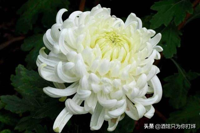 头条问答 - 今年清明,你想如何表达哀思?(36个回答)