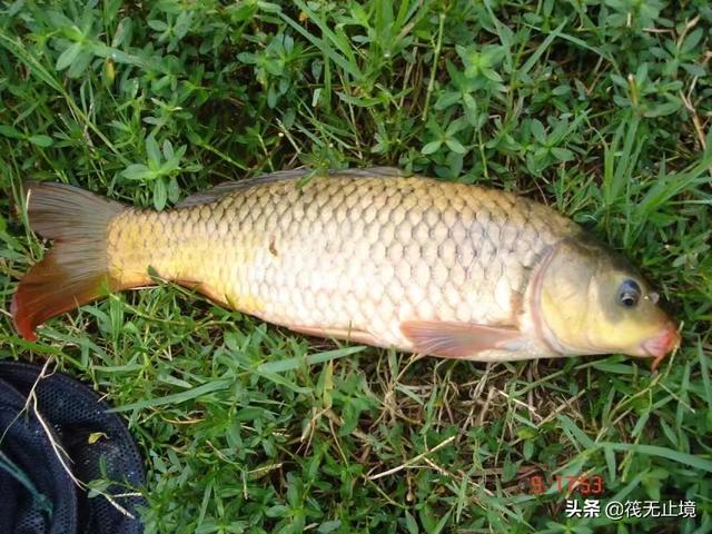 黄金鲤吃什么食料更金黄:大型黄金鲤鱼怎么做 钓鲤鱼用什么打窝比较好？
