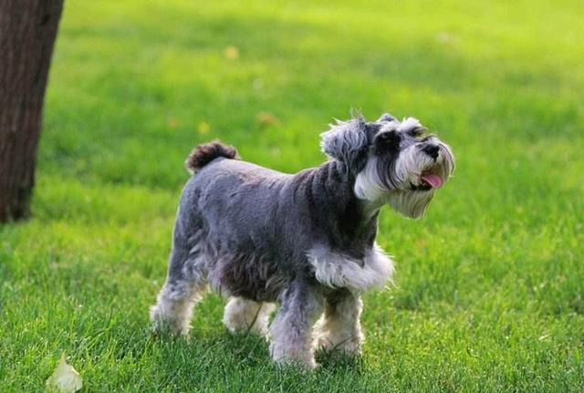 斗牛犬躲冰箱避暑:以前没有风扇的人是怎么度过夏天的呢？ 斗牛犬躲冰箱避暑图