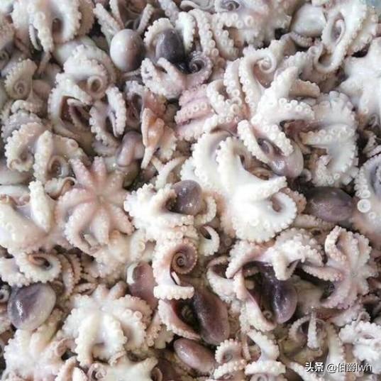 海鱼的做法大全:渤海湾的海鲜都有什么，海鲜都有什么做法？