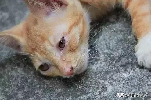 广州领养猫狗要钱嘛:领养家生田园猫需要支付钱正常吗？