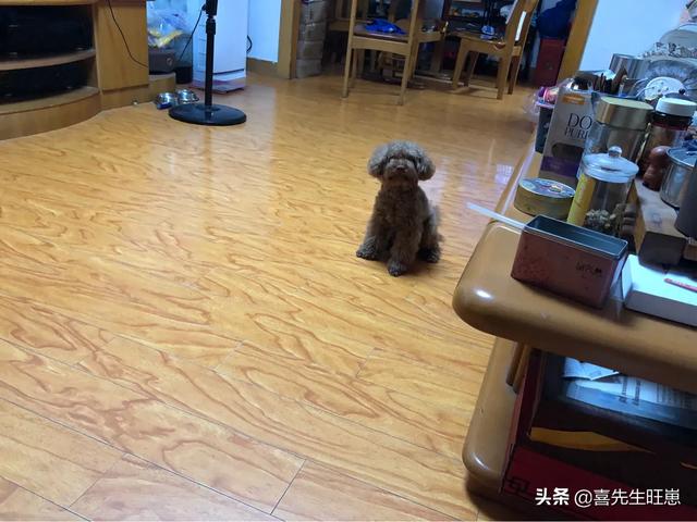 有哪些品种的猫或狗适合新手饲养,可以分享你的经验或它们的成长故事吗？