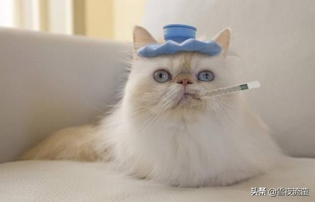 猫瘟用过的东西:养过一只得了猫瘟没救活的猫，在新家可以再养猫吗？