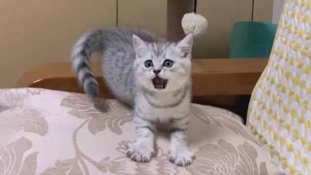 四川布偶猫园:布偶猫自制猫饭如何保存？