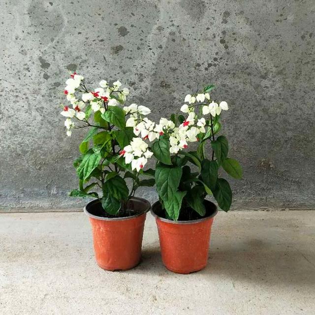 园林植物龙吐珠图片:龙吐珠开花的时候怎样浇水？