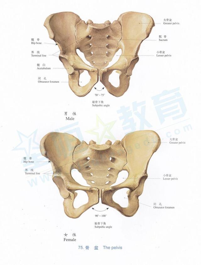 经常有人说女人屁股大的生孩子好,有没有道理?