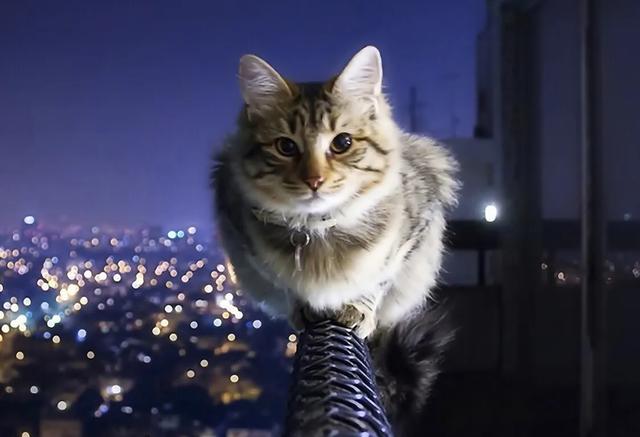 猫咪绝育:母猫做绝育，会有什么危害？ 猫咪绝育前注意事项