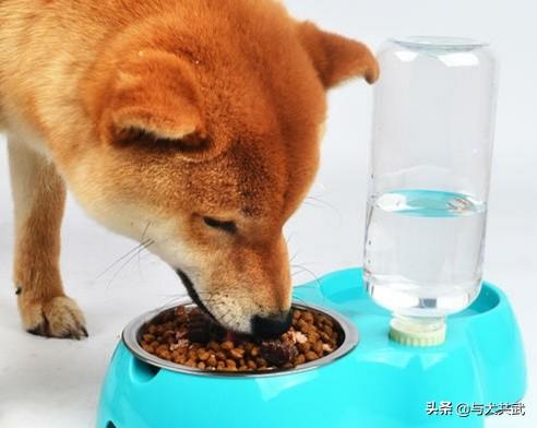 和狗狗:孩子和狗狗一起养，将来能与人合群吗？