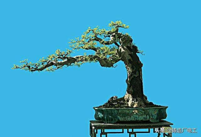 盆景艺术五大流派:大家们喜欢盆景吗？我一个24的小伙选择了盆景这条路正确吗？