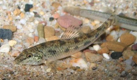 探索发现小河古墓纪录片，为什么很多小河里的野生鱼种都没有踪影了