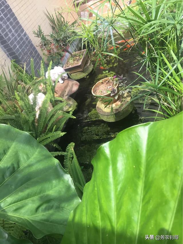 水生动物隔离池:庭院小鱼池流水养鱼要过滤吗？