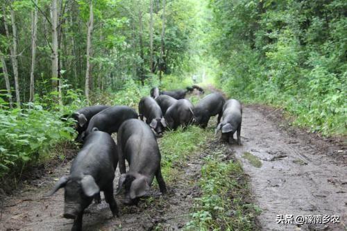 林下养殖30头黑猪,成本咋算呢？