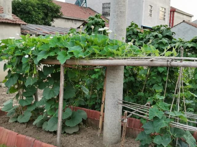 什么植物防阳台耐热耐晒，顶楼阳台种什么遮阳植物好