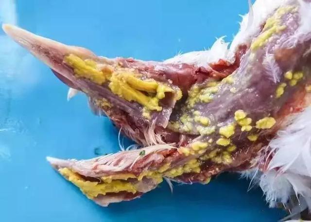 猫滴虫病的症状:猫感染弓形虫有什么症状？