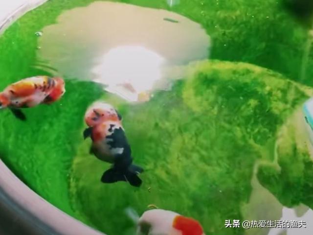 成吉思汗鱼一天喂几次食:鱼一天要喂几次？怎样才能养好金鱼？