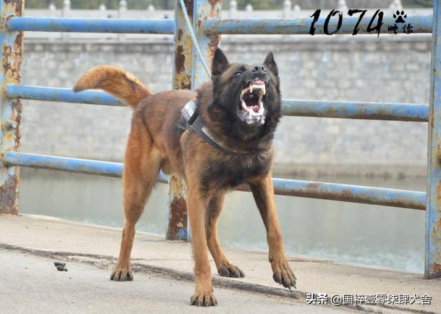 想养一条护卫犬,体重40到60斤左右、体型中等,好打理,有哪些推荐？