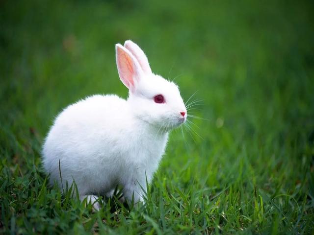 兔粮 球虫:兔子腹泻怎么治疗？兔子拉稀要给他停食吗？