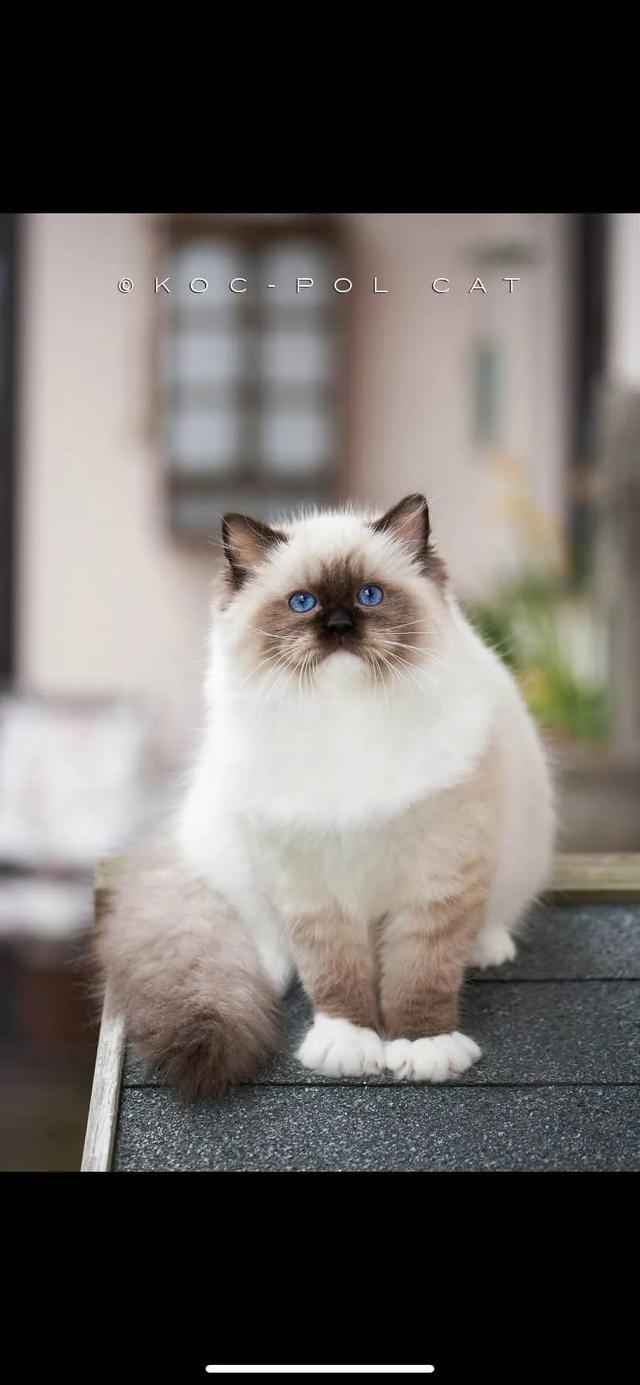 布偶猫多少钱一只:如果你喜欢一只布偶猫，你觉得你要月薪多少你才会买下它？