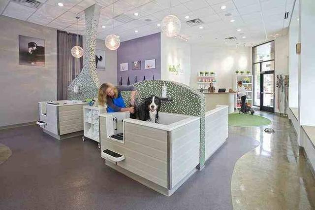 宠物店装修方案:宠物店装修注意事项有哪些？如何装修更受萌宠爱好者喜欢？