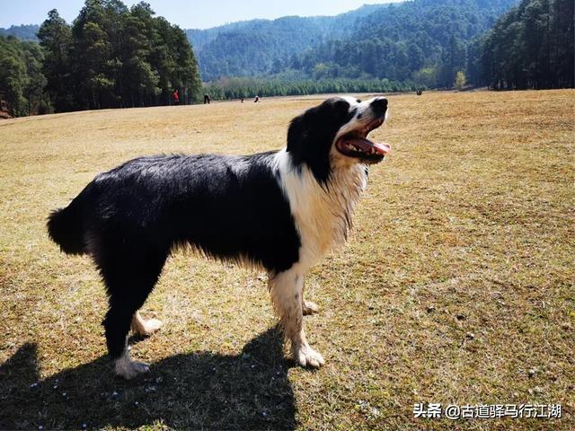 爱与狗同行剧照:大家都是怎样看待《与卡戴珊同行》这个剧的呢？