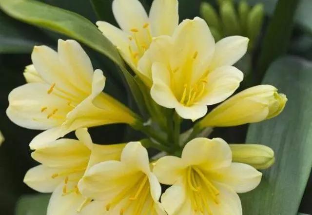 君子兰开花有什么兆头的说说:君子兰有了箭道多久开花？