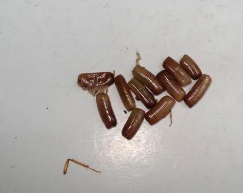 头条问答 - 传说中蟑螂不能拍死,否则会有很多幼虫被放出,是吗?