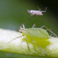 水果大战害虫:有些水果外面完好无损，里面的虫子是怎么“长”出来的？