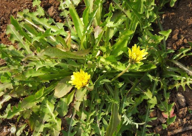 怎么区分曲曲菜和蒲公英?