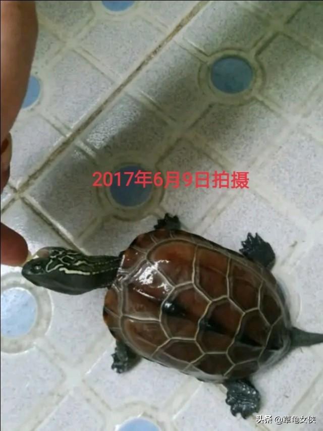 广东草龟龟苗图:新手养草龟34厘米的好活吗？