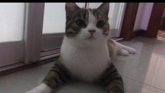 恋爱猫猫:男朋友重要，还是猫重要？ 恋爱猫猫机
