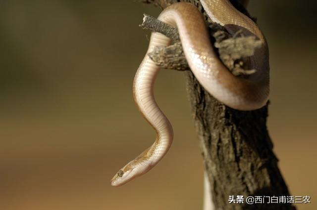 头条问答 俗语 不怕有蛇进家门 就怕香椿高过房 为什么香椿比蛇可怕 西门故事会的回答 0赞