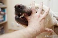人传染上狂犬病会学狗叫吗:朋友圈流传的小孩被狗咬，狂犬病发作的信息是真的吗？