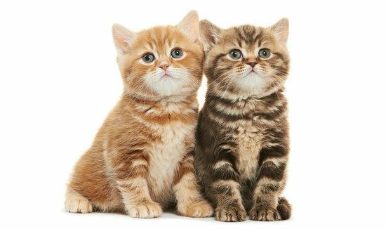 猫看见死亡的双眼剧情解释:家里养的猫咪在死之前有什么征兆吗？