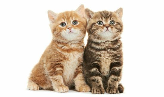 猫看见死亡的双眼剧情:猫可以预知死亡，是真的吗？
