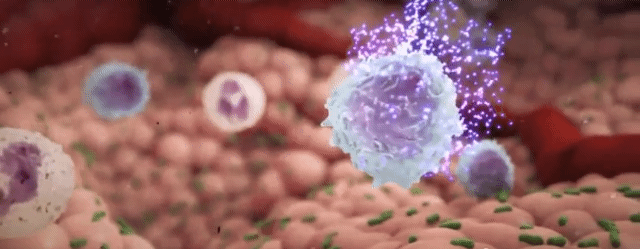 寄生虫感染的免疫:寄生虫感染的免疫类型 hiv主要侵害哪种细胞？主要有哪些症状？