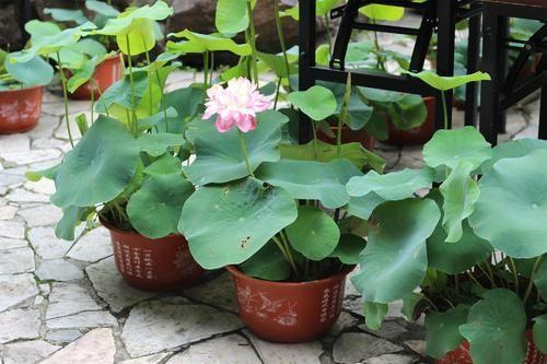 室内适合养的18种植物,想问一下大家室内绿植，养什么容易活？