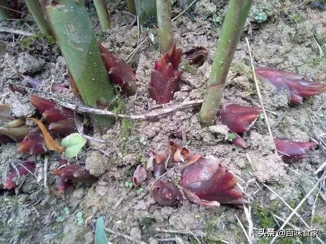 四川野菜阳霍怎么吃比较好？