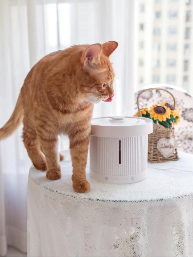 马鞍山宠物猫免费领养:领养一只猫好，还是买一只猫好？