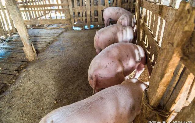 仔猪传染性脑脊髓炎:新冠肺炎下养殖业如何应对和防控？