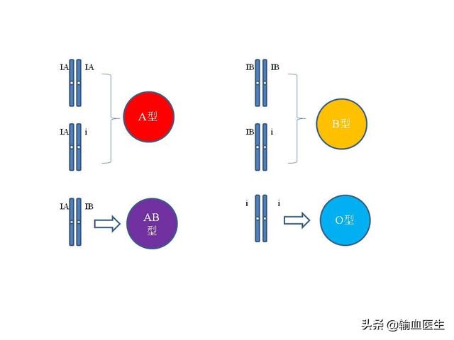 头条问答 老公血型是a型 老婆血型是b型 那生出的小孩是什么血型 7个回答