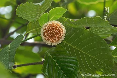 团花树(谁知道这个树的学名？广西岑溪市叫白兰木？