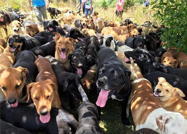 重庆 狗:四川的川东猎犬为什么又叫重庆犬？