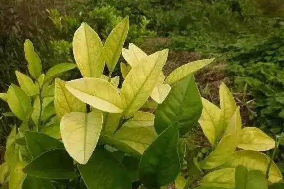 植物缺锌时,严重的幼苗在出苗后不久就会有症状表现,叶片具有浅白色