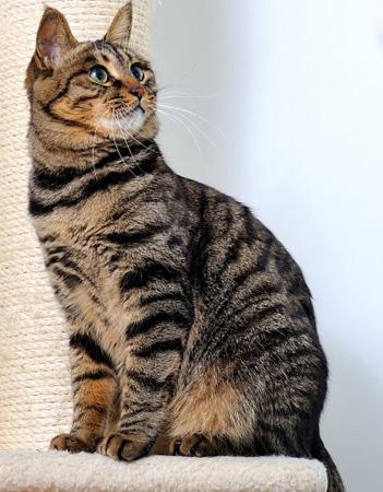 银折耳猫为什么不能养:请教一下这个猫的品种，好养吗？