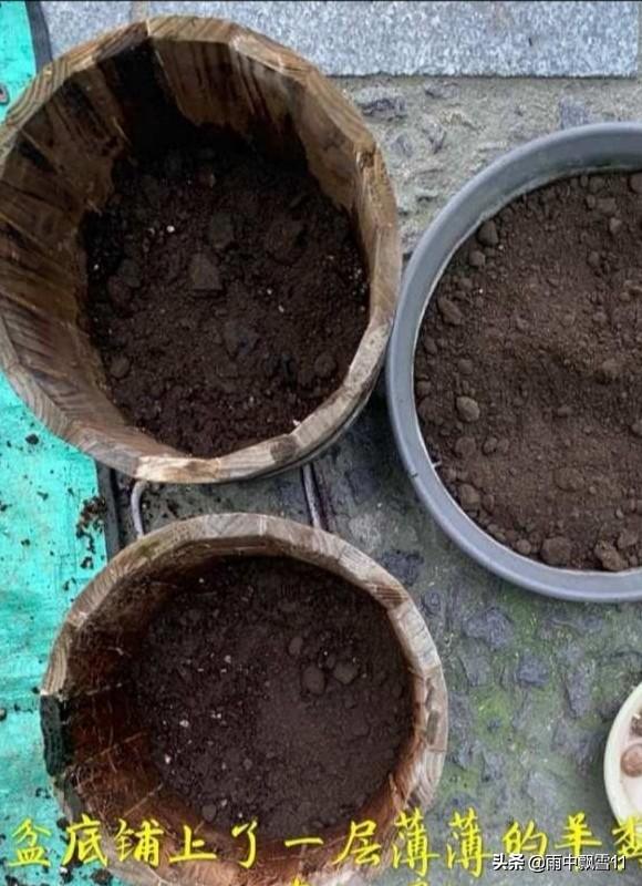 头条问答 家庭养花自制花肥的办法有哪些 大自然奇迹绿康有机肥的回答 0赞